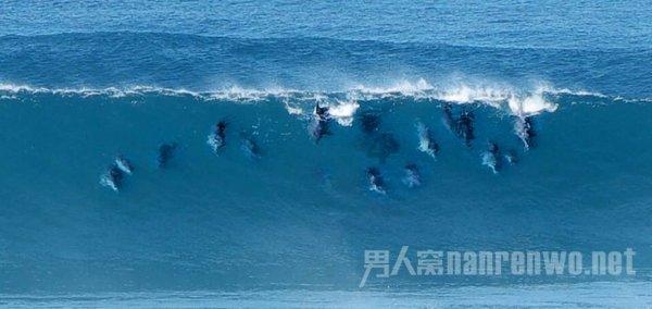 有哪些东西是养猫家庭必备的神器？游戏画面